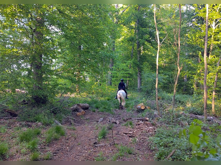 Connemara Wallach 15 Jahre 149 cm Schimmel in Bereldange