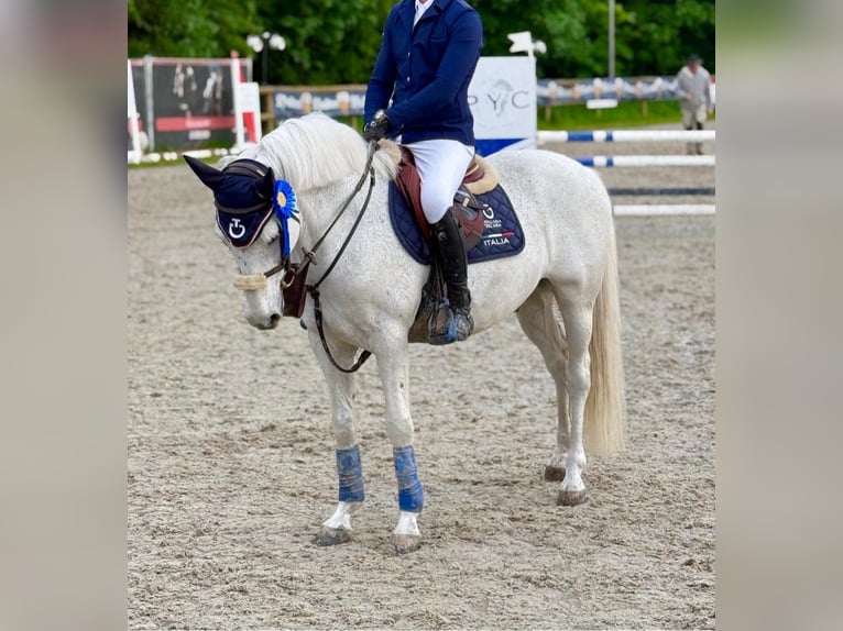 Connemara Wallach 15 Jahre White in Lille