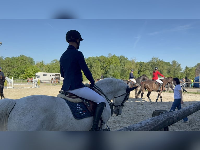 Connemara Wallach 15 Jahre White in Lille