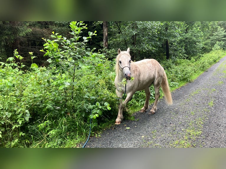 Connemara Mix Wallach 16 Jahre 138 cm Schimmel in Schwarzenbach an der Saale