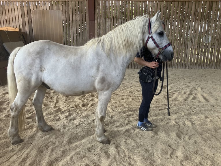 Connemara Mix Wallach 16 Jahre 138 cm Schimmel in Schwarzenbach an der Saale