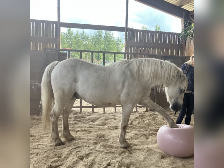 Connemara Mix Wallach 16 Jahre 138 cm Schimmel in Schwarzenbach an der Saale