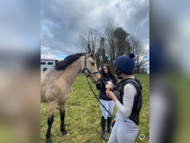 Connemara Wallach 16 Jahre 148 cm Falbe in Sligo