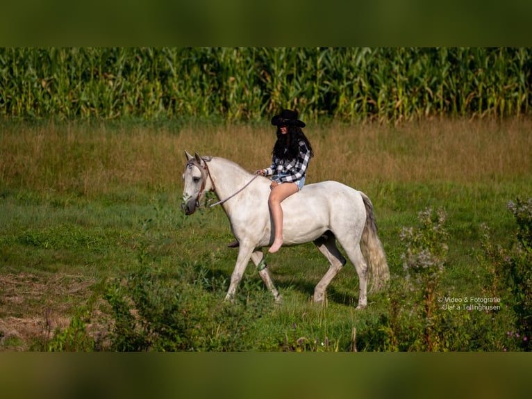 Connemara Wallach 16 Jahre 151 cm Schimmel in Barßel