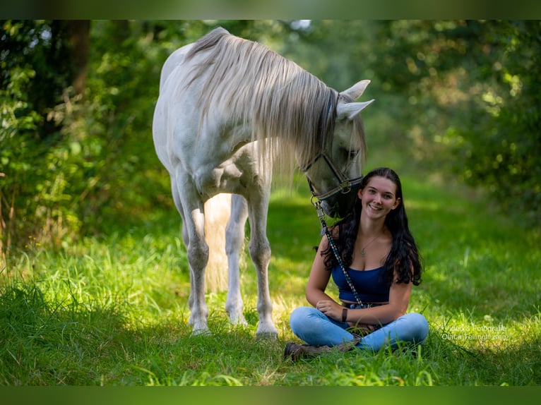 Connemara Wallach 16 Jahre 151 cm Schimmel in Barßel
