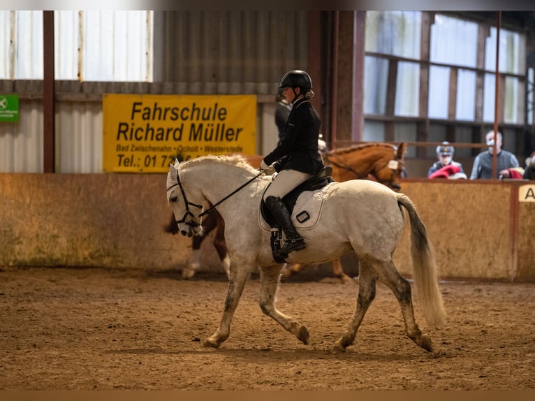 Connemara Wallach 16 Jahre 151 cm Schimmel in Barßel