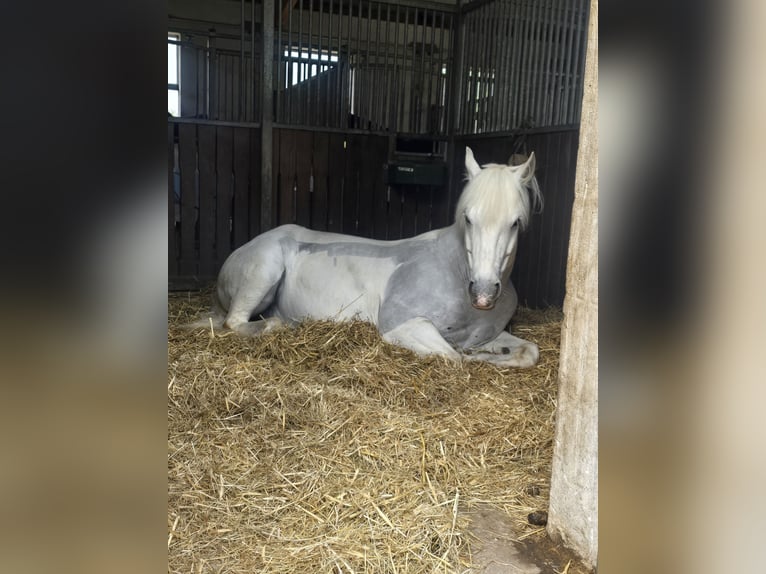 Connemara Wallach 16 Jahre 151 cm Schimmel in Erlangen