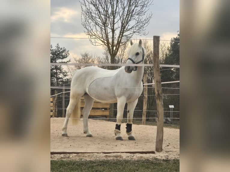 Connemara Wallach 16 Jahre 151 cm Schimmel in Erlangen
