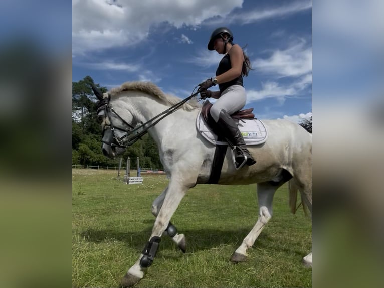 Connemara Wallach 16 Jahre 158 cm Schimmel in Adelheidsdorf