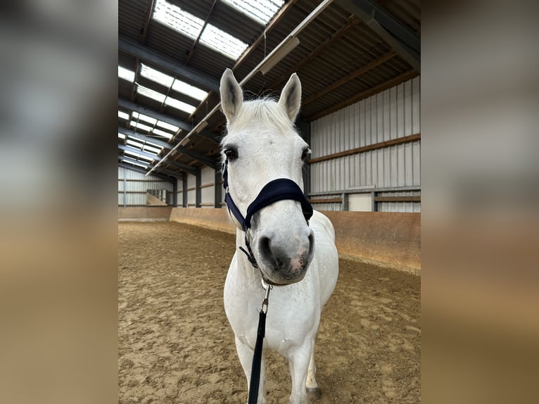 Connemara Wallach 17 Jahre Schimmel in Euskirchen
