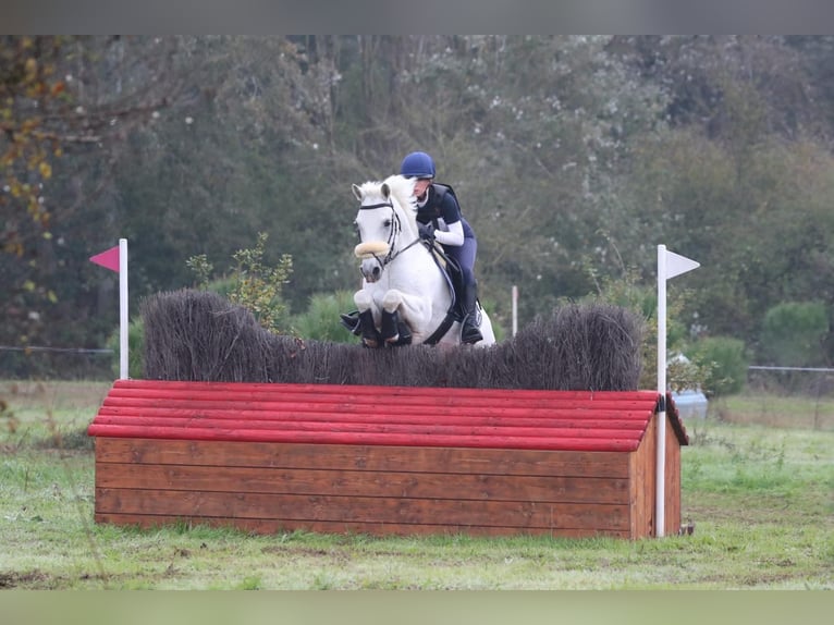 Connemara Wallach 18 Jahre 148 cm Schimmel in Monte San Pietro