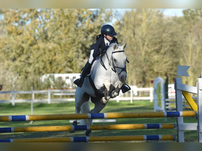 Connemara Wallach 18 Jahre 148 cm Schimmel in Monte San Pietro