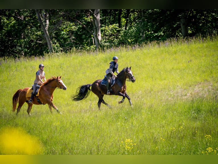 Connemara Wallach 18 Jahre 152 cm Brauner in Frauendorf an der Schmida