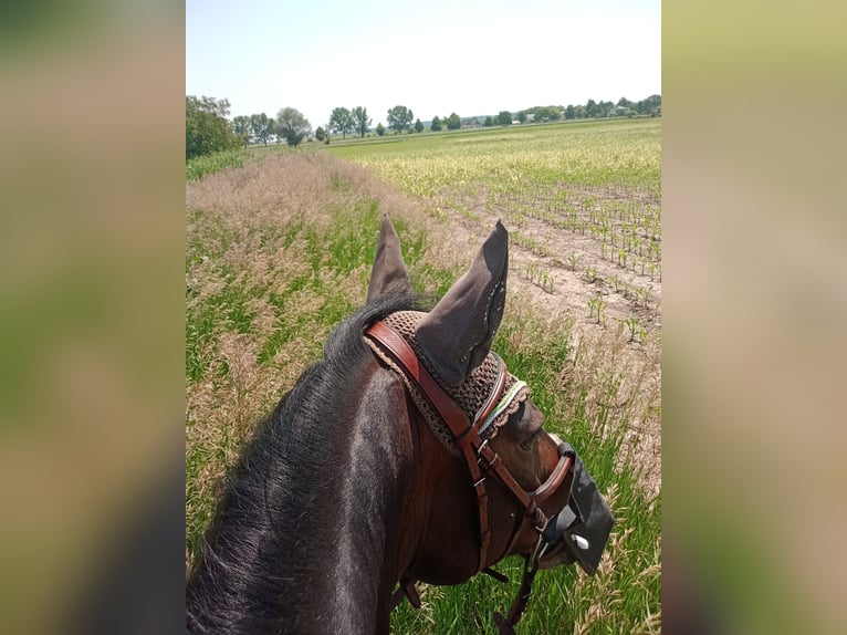 Connemara Wallach 18 Jahre 152 cm Brauner in Frauendorf an der Schmida