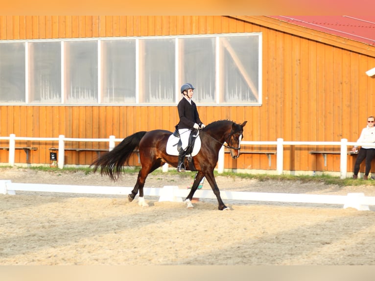 Connemara Wallach 18 Jahre 152 cm Brauner in Frauendorf an der Schmida