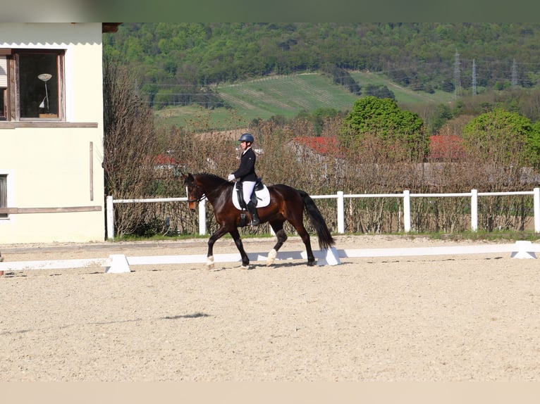 Connemara Wallach 18 Jahre 152 cm Brauner in Frauendorf an der Schmida