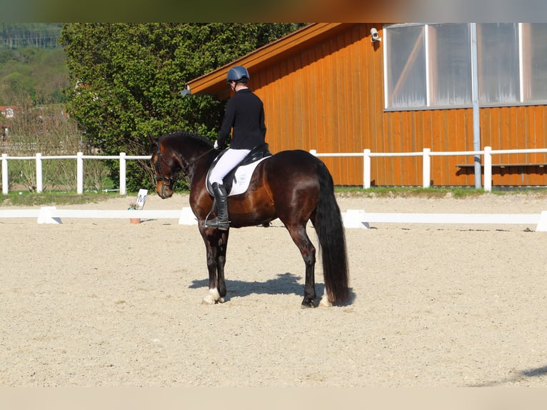 Connemara Wallach 18 Jahre 152 cm Brauner in Frauendorf an der Schmida