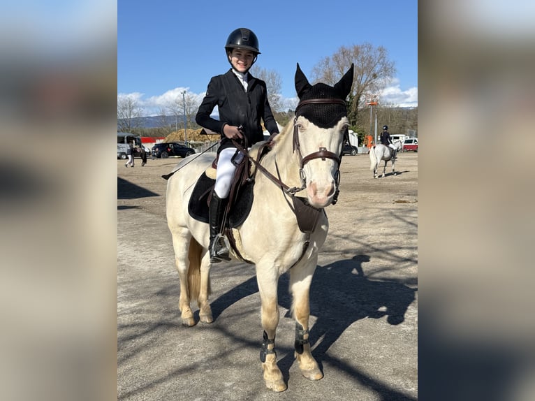 Connemara Wallach 19 Jahre 140 cm Cremello in Müntschemier