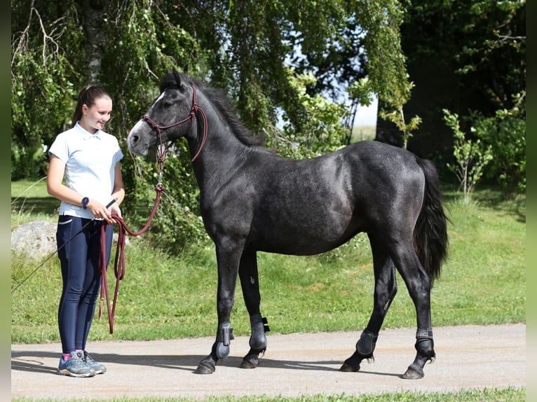 Connemara Wallach 1 Jahr 145 cm Rappschimmel in Z&#xFC;rich