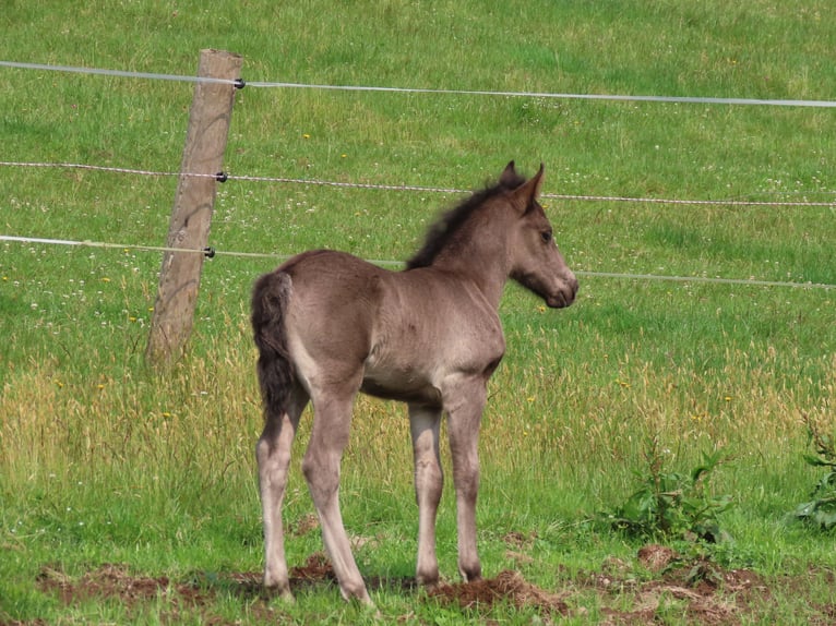 Connemara Wallach 1 Jahr 148 cm Falbe in Wald-Michelbach