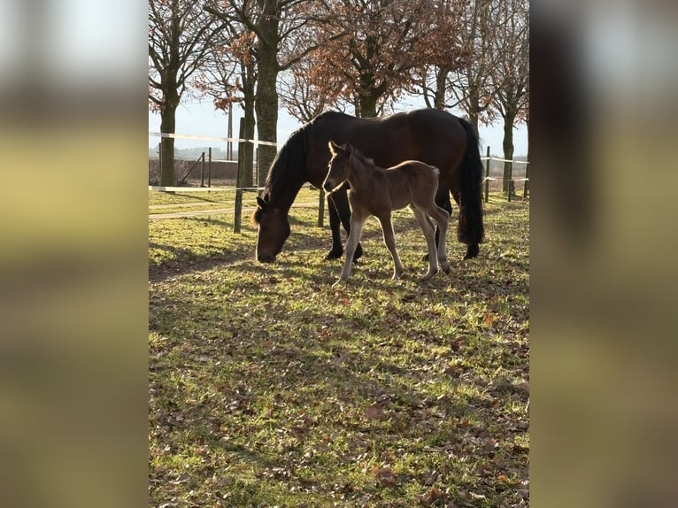 Connemara Wallach 1 Jahr 148 cm Schwarzbrauner in Goch
