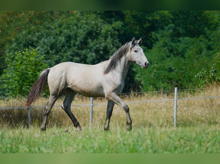 Connemara Wallach 1 Jahr Schimmel in Straskov