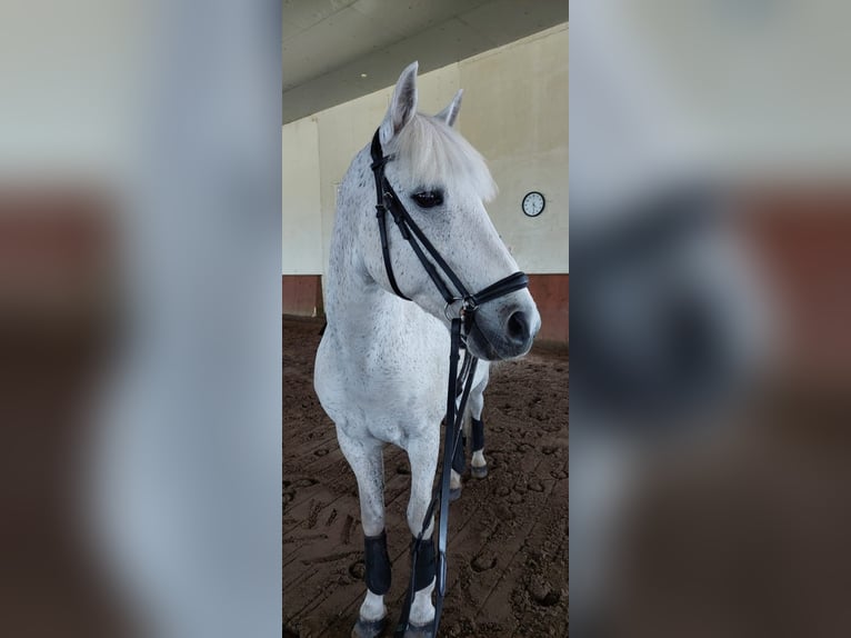 Connemara Wallach 21 Jahre 138 cm Schimmel in Hollola