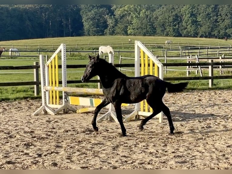 Connemara Wallach 2 Jahre 143 cm Apfelschimmel in Osdorf
