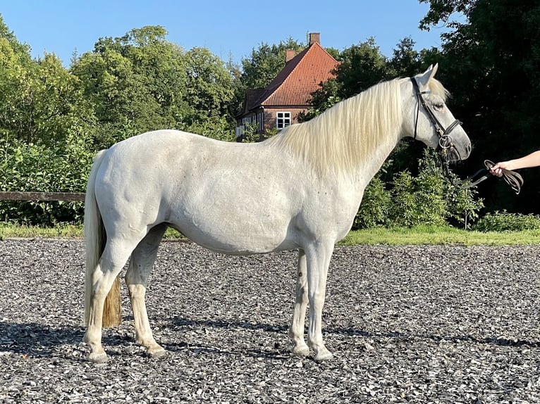 Connemara Wallach 2 Jahre 143 cm Apfelschimmel in Osdorf