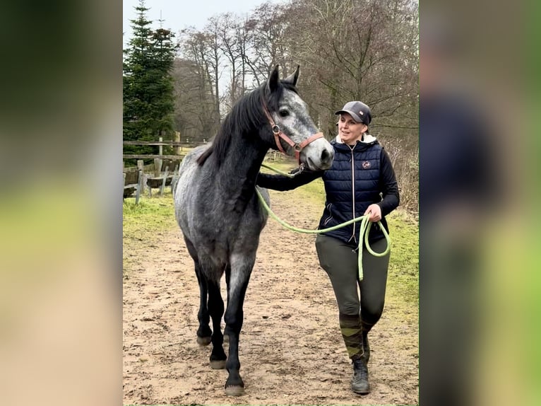 Connemara Wallach 2 Jahre 143 cm Apfelschimmel in Osdorf