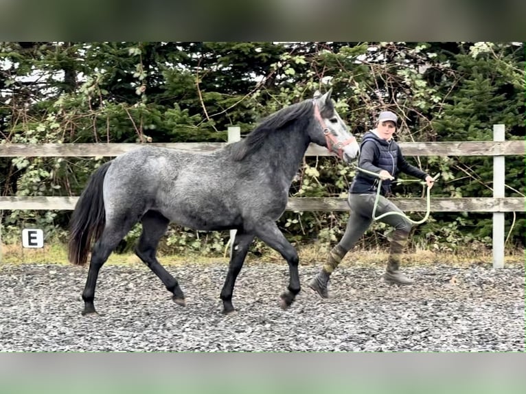 Connemara Wallach 2 Jahre 143 cm Apfelschimmel in Osdorf