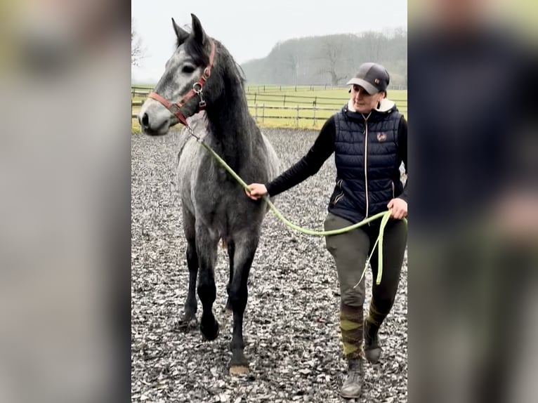 Connemara Wallach 2 Jahre 143 cm Apfelschimmel in Osdorf