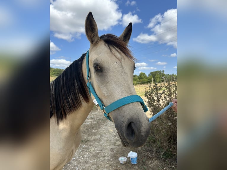 Connemara Wallach 2 Jahre 145 cm Falbe in Mondouzil