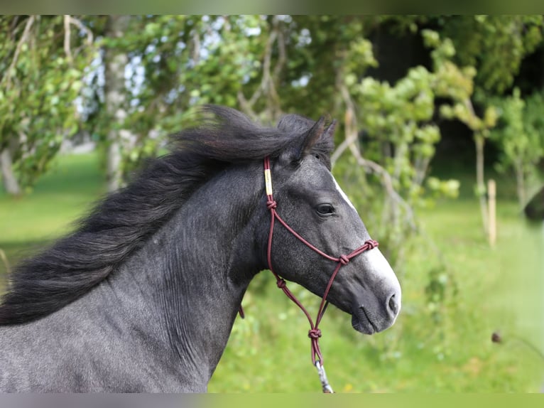 Connemara Wallach 2 Jahre 145 cm Rappschimmel in Dachsberg