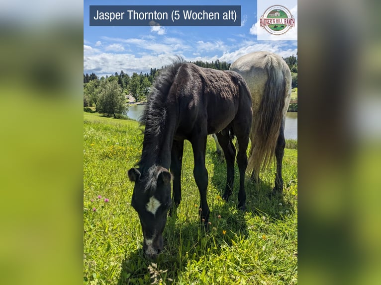 Connemara Wallach 2 Jahre 145 cm Rappschimmel in Dachsberg