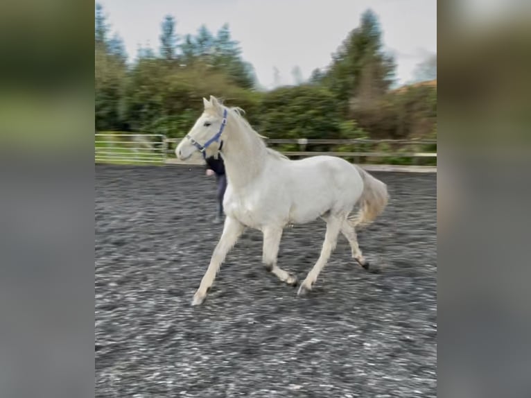 Connemara Wallach 2 Jahre 145 cm White in Kenmare