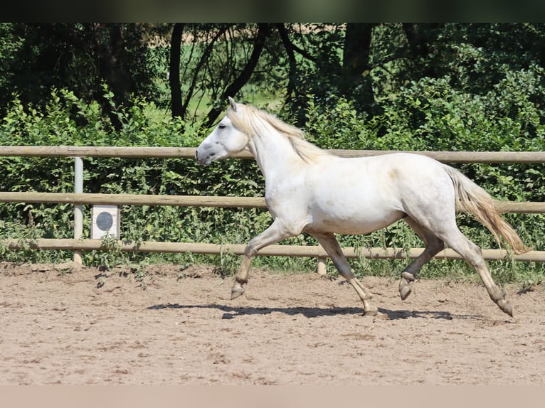 Connemara Wallach 2 Jahre 147 cm Schimmel in Greding