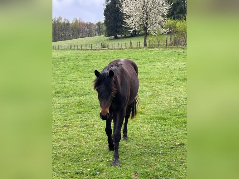 Connemara Wallach 2 Jahre 148 cm Schwarzbrauner in Rothenbuch
