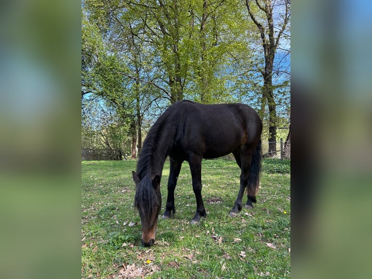 Connemara Wallach 2 Jahre 148 cm Schwarzbrauner in Rothenbuch