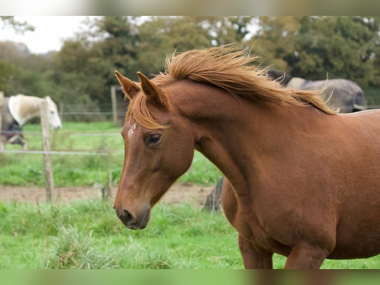 Connemara Mix Wallach 2 Jahre 149 cm Falbe in Le Gâvre