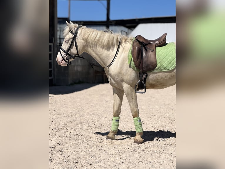 Connemara Wallach 3 Jahre 140 cm Cremello in Stockem