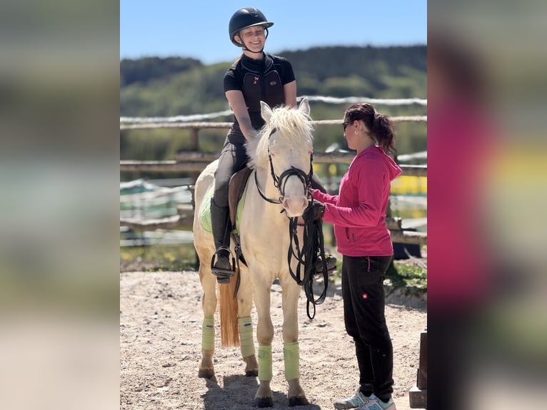 Connemara Wallach 3 Jahre 140 cm Cremello in Stockem