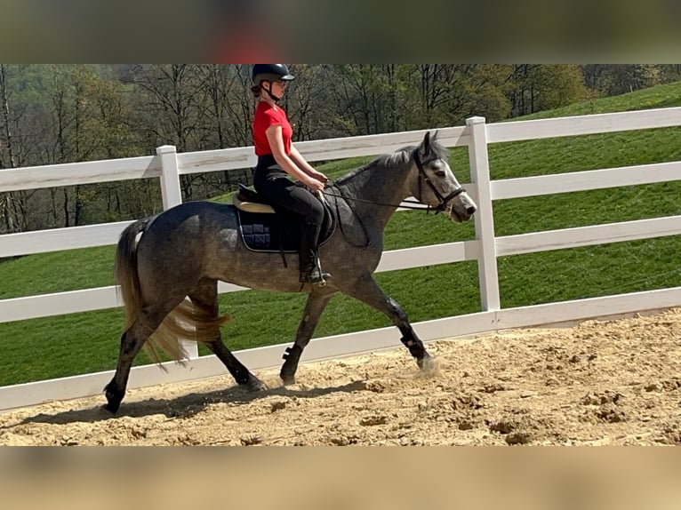 Connemara Wallach 3 Jahre 144 cm Blauschimmel in Morsbach