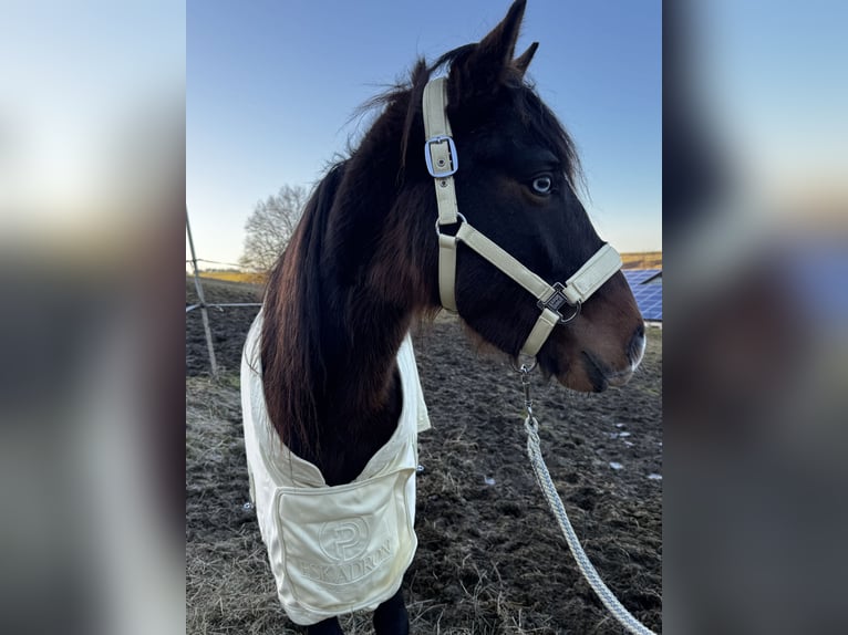 Connemara Mix Wallach 3 Jahre 145 cm Brauner in Mengkofen
