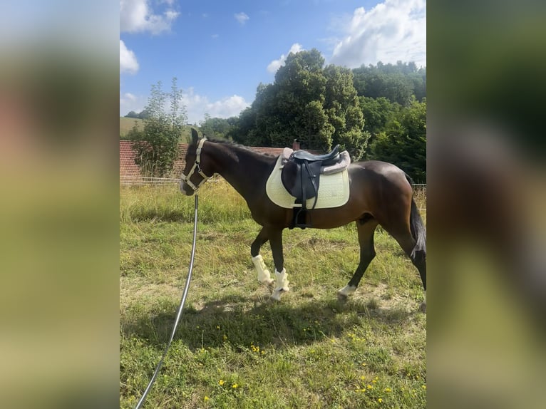 Connemara Mix Wallach 3 Jahre 145 cm Brauner in Mengkofen
