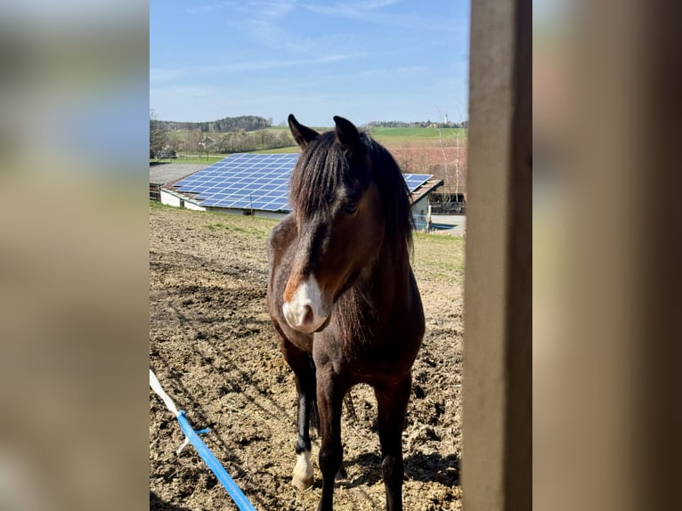 Connemara Mix Wallach 3 Jahre 145 cm Brauner in Mengkofen