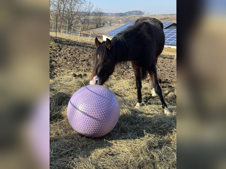 Connemara Mix Wallach 3 Jahre 145 cm Brauner in Mengkofen