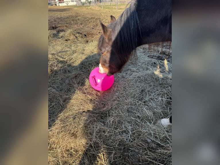 Connemara Mix Wallach 3 Jahre 145 cm Brauner in Mengkofen