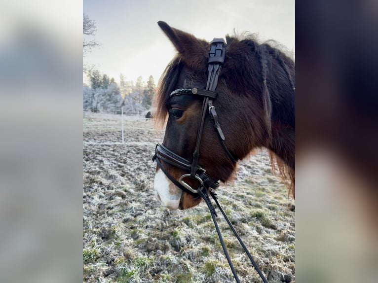 Connemara Mix Wallach 3 Jahre 145 cm Brauner in Mengkofen