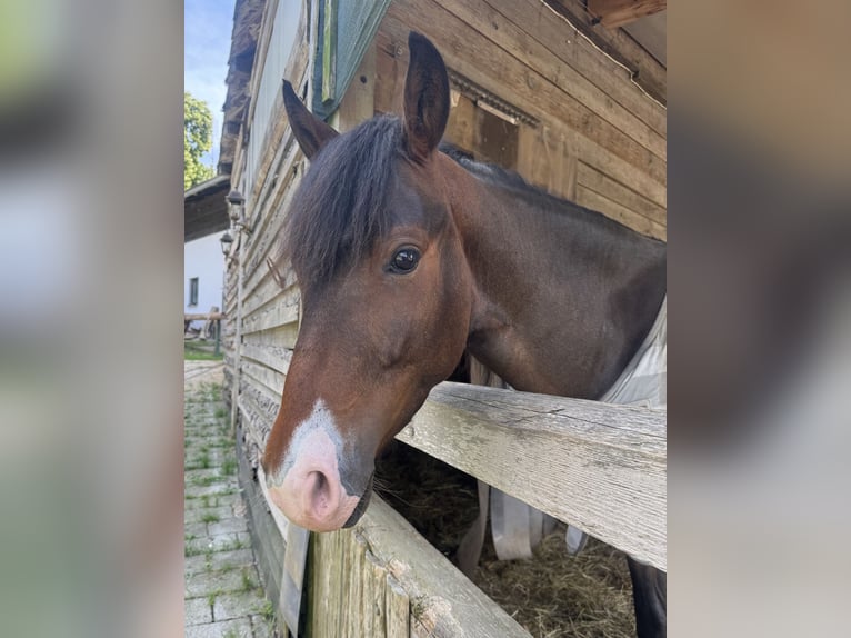 Connemara Mix Wallach 3 Jahre 145 cm Brauner in Mengkofen